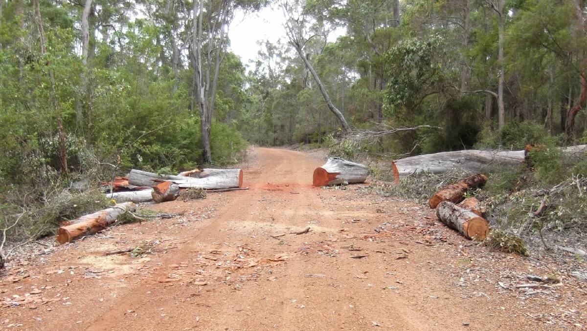 Illegal firewood: Illegal felling such as this at Beedelup National Park is on the increase in the South West.
