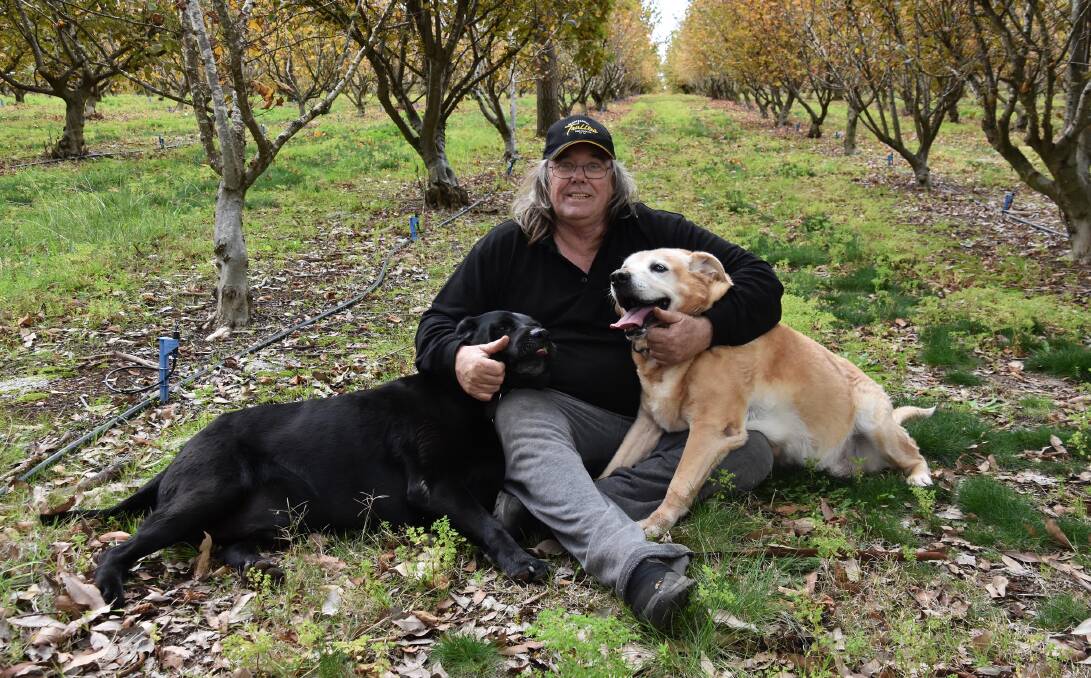 King of truffles: Al Blakers with his two truffle hunting dogs is looking forward to a bumper truffle crop this year. Photo: Lee Steinbacher
