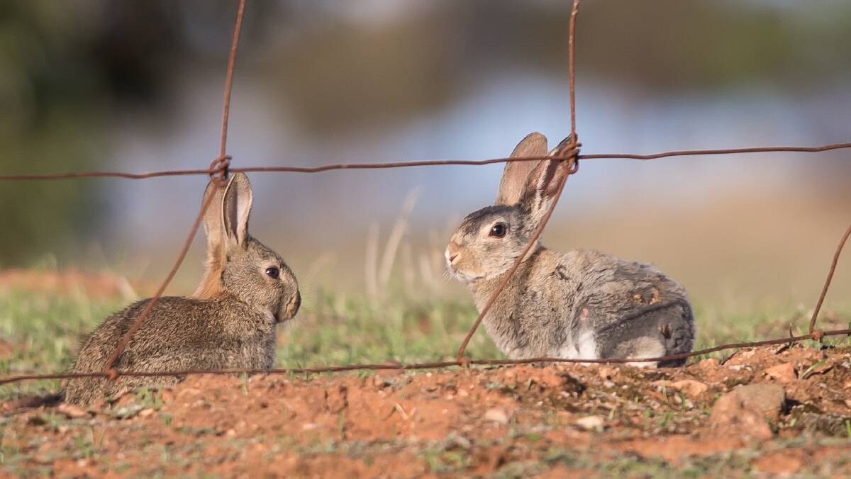 Rabbit Roadshow: Rabbits are a problem all over the country. Photo: Courtesy of Rick Nash and Department of Food and Agriculture.
