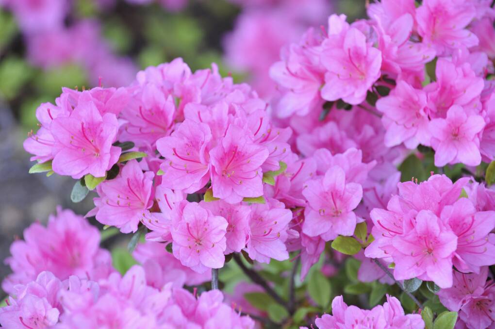 Azaleas may be a little high-maintenance, but their lurid blooms have an addictive appeal. Photo: iStock.