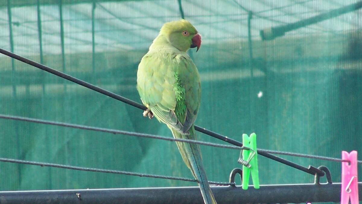 The Indian ringneck could become a pest if allowed to establish in the wild, according to the Department of Agriculture and Food.