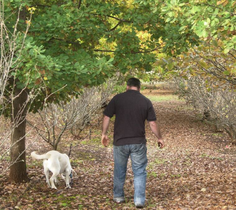 Sniffing it out: Truffiere manager Adam Wilson goes truffle hunting with his dog.