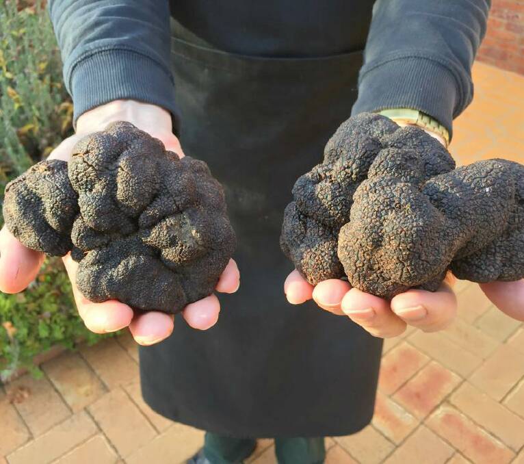 Black gold: The south-west is becoming a substantial producer of Perigord black truffle in WA.