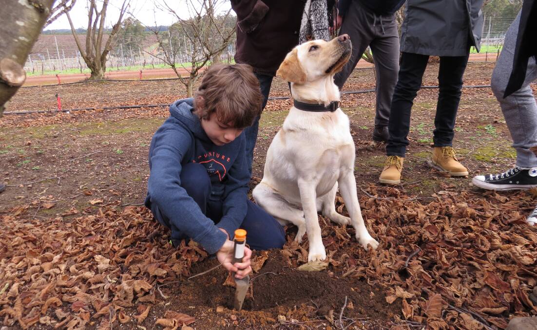 Digging for glory: Ten-year-old Eden digs for truffles with truffle-hunting dog Jazz. Photo: Matthew Lau