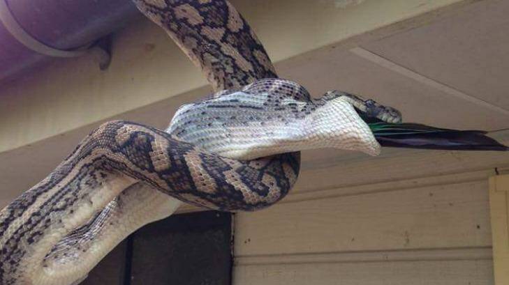 South Freo local Pip Darvall would like a carpet python to visit his roof for a good feed on rats. Photo: The Snake Catcher 24/7