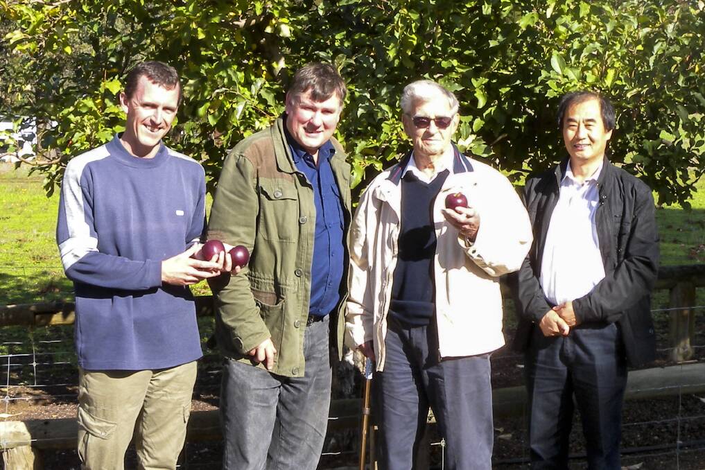 Apple delight: DAFWA apple breeding team members Steele Jacob, Kevin Lacey, and Fucheng Shan with former WA breeder John Cripps holding ANABP 01 apples.