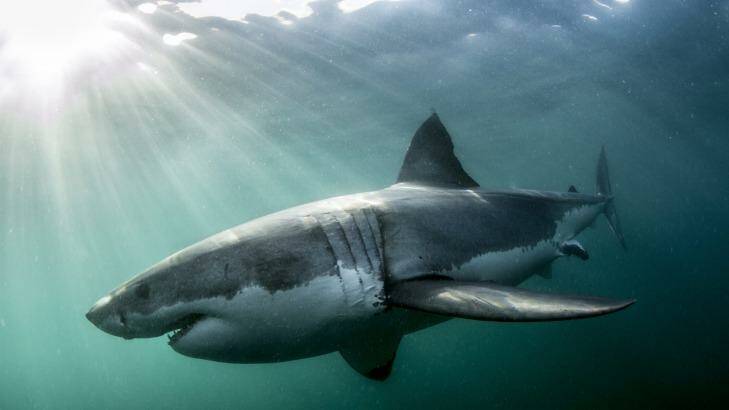 The South African board at the leading edge of shark deterrence technology says it can bring an electrical "shark cable" to Perth within a few years.  Photo: Morne Hardenberg/Atlantic Edge