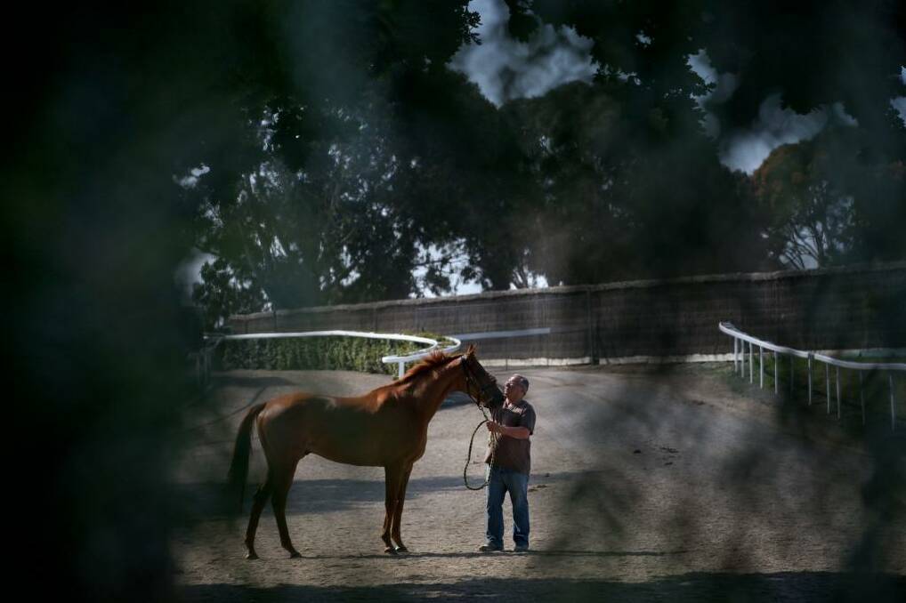 Calm before the storm: Trainer Paul Beshara with Happy Trails.  Photo: Jason South