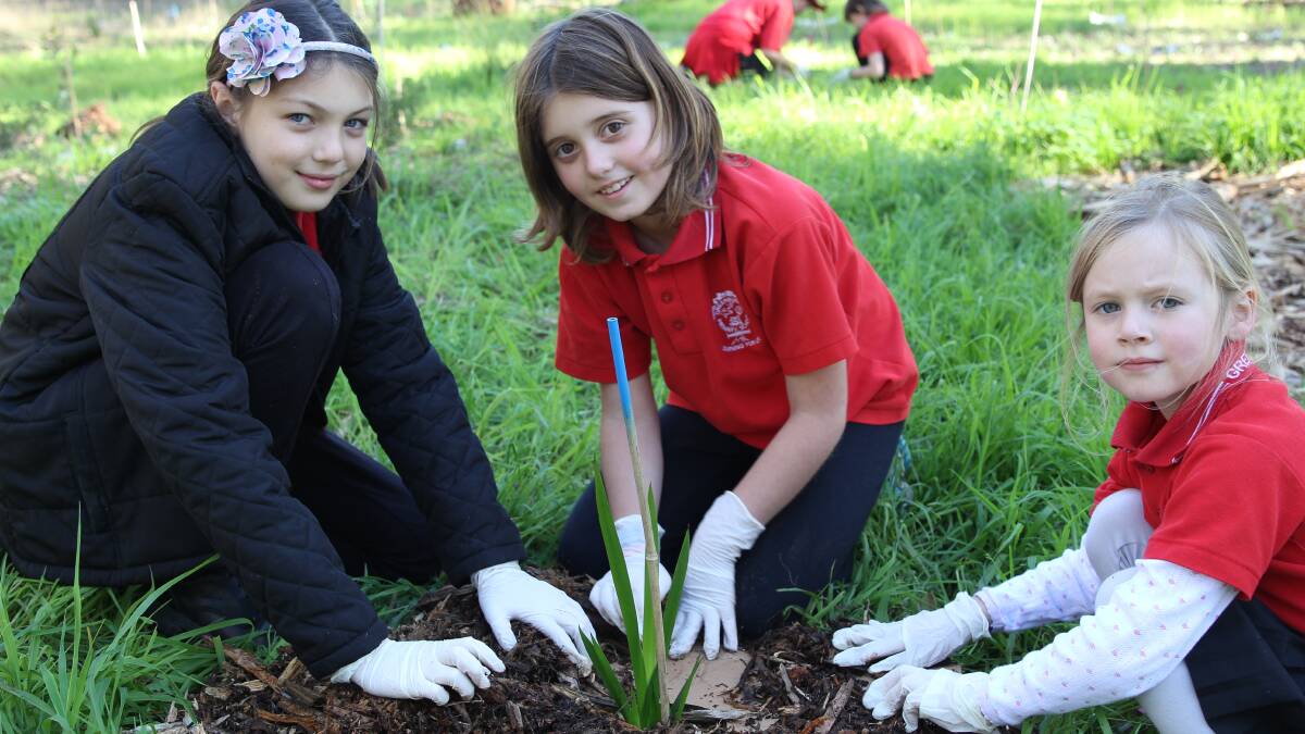 Students Jazlyn Lansdell, Taylah Wells and Lily Poulton plant seedlings for Planet Ark School’s National Tree Day.