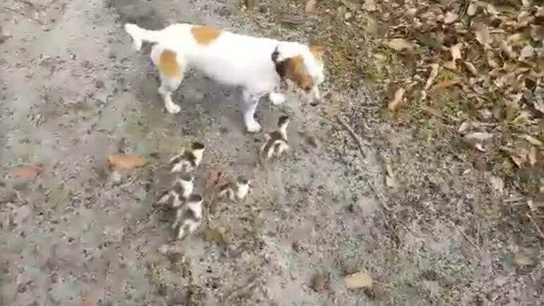 Donnybrook woman Bregje Breedveld was walking her dogs in bush on the outskirts of Donnybrook on Friday afternoon when she encountered a clutch of five very cute, very vulnerable, newly hatched ducklings.