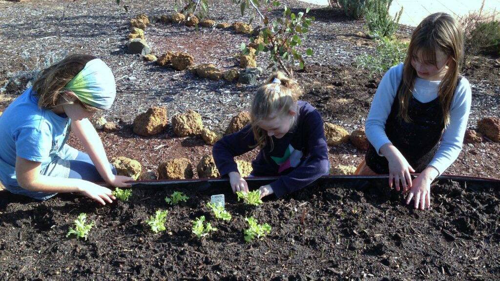 Hailey Atkinson, Bella Bergemeister and Bella Richards planting out one of the new wicking garden beds.
