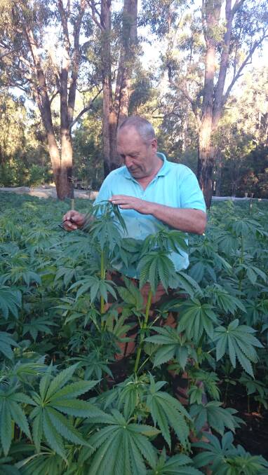 Nannup farmer Glenn Ossy-Orley is cultivating hemp seed stock in the hope of building a future hemp industry in the South West. 