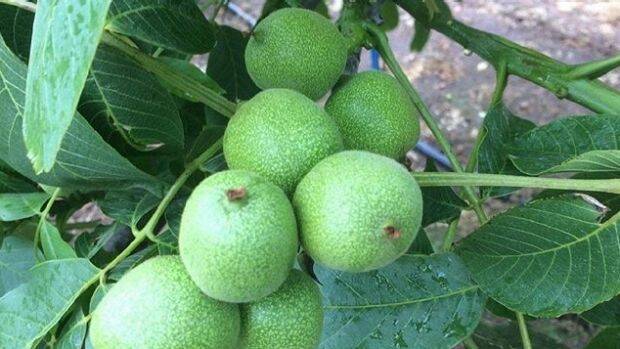 Processing of WA's first walnut harvest has started. Photo: Omega Walnuts