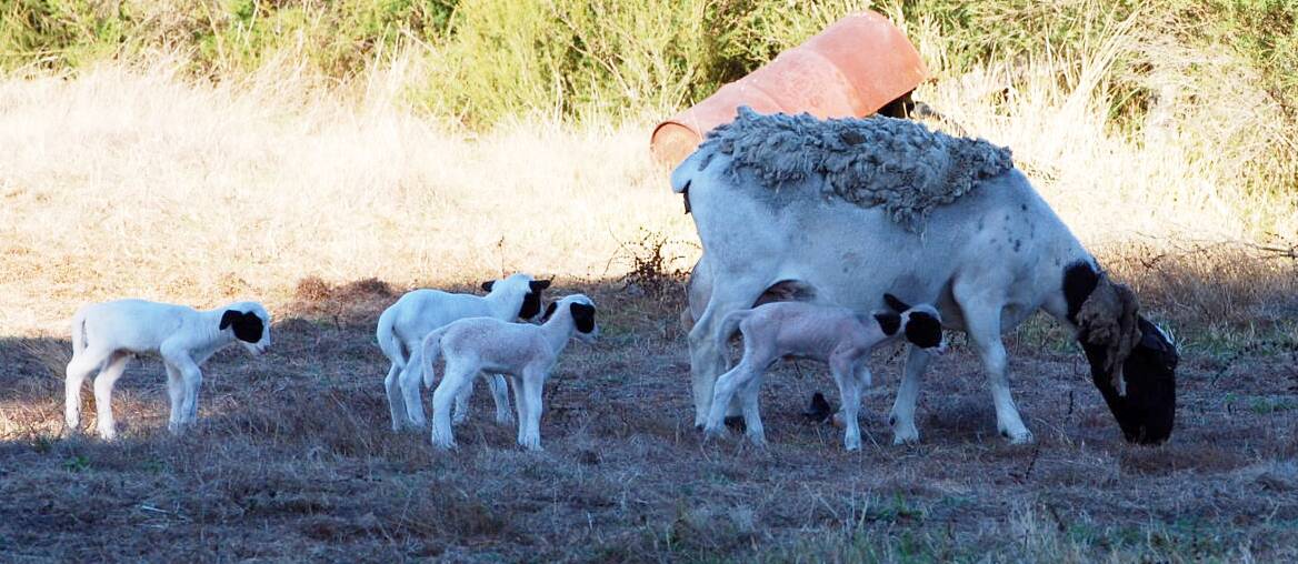Four in tow: Suzie and her lambs on the day they were born.        				       Photo: Bron Rack
