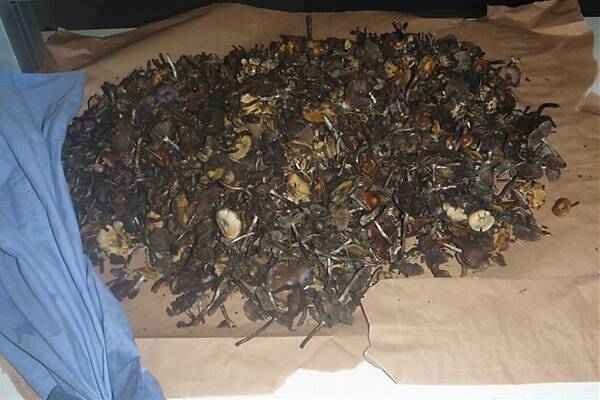 Some of the mushrooms which were seized by Donnybrook police, on Saturday.