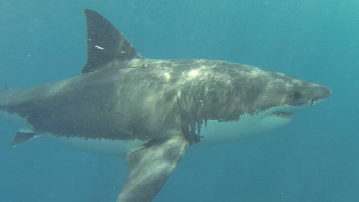 The five-metre great white circling the cage was after another sort of tasting.