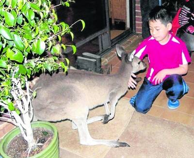 Treat: Japanese boy Riku Tanaka meets a kangaroo for the first time.