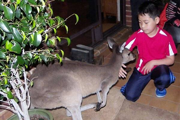 Japanese boy Riku Tanaka meets a kangaroo for the first time.