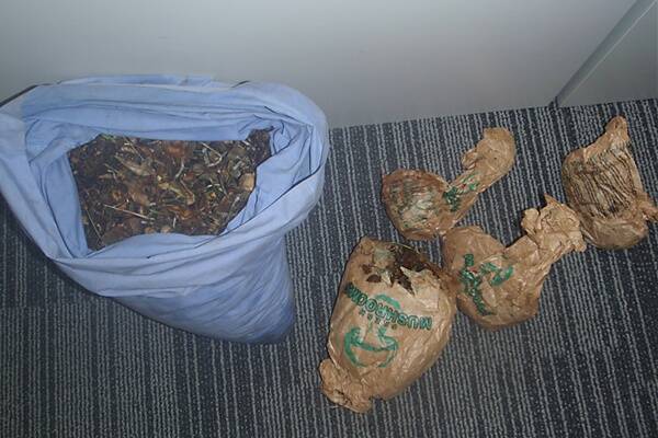 Some of the mushrooms which were seized by Donnybrook police, on Saturday.