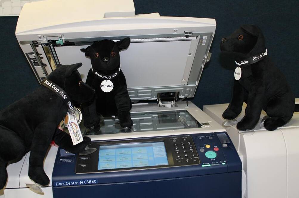 Mascot: Black dogs get up to mischief after hours at the Nannup CRC.