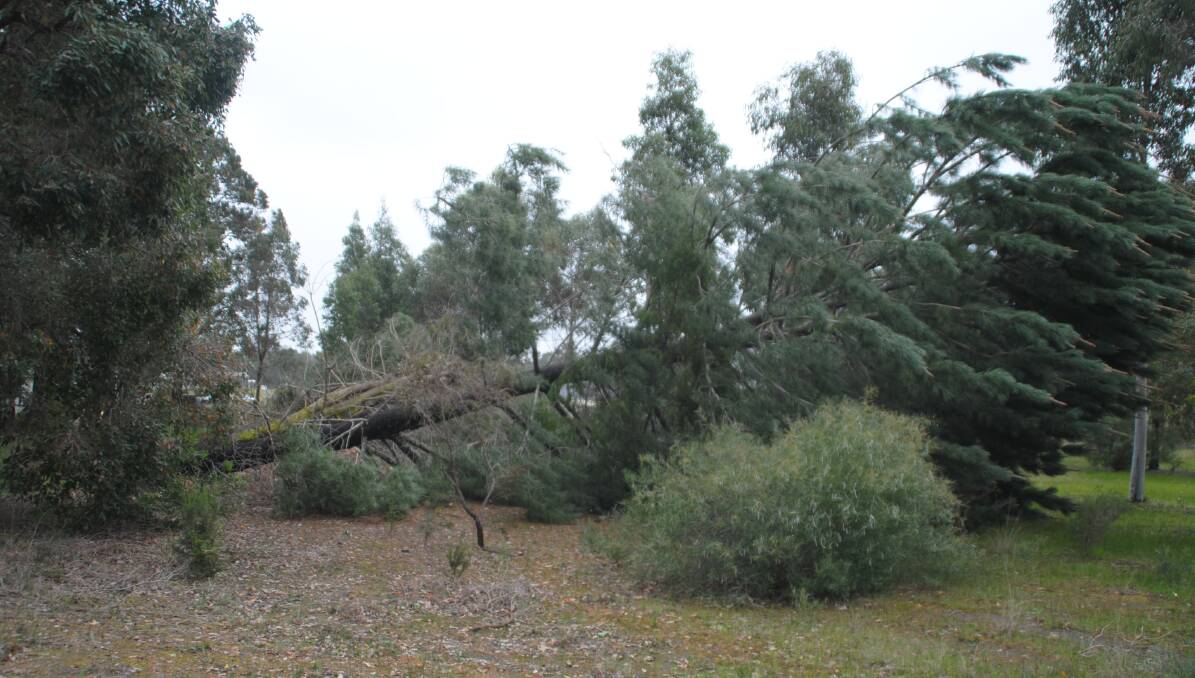 A large pine tree fallen near Kirup.