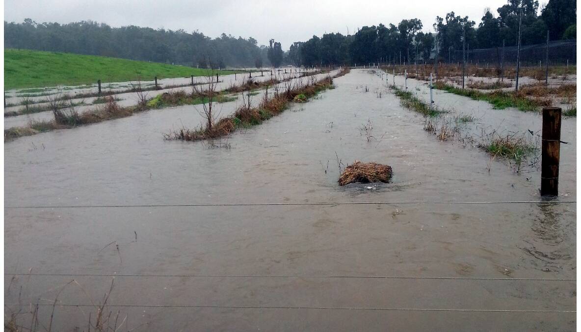 Marilyn Dreaver's farm in Brookhampton has been flooded due to heavy rains.