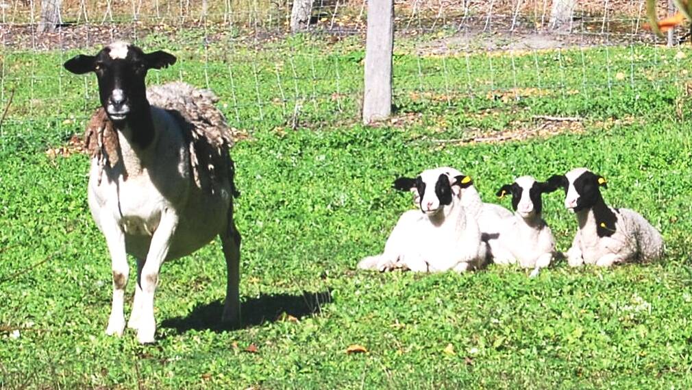 Suzie and her lamb quadruplets.