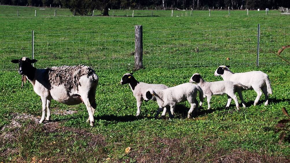 Suzie and her lamb quadruplets.