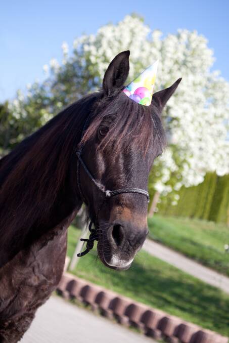 BIG BASH: All horses in the southern hemisphere share a birthday on August 1 and owners love to spoil their ponies on this day in many different ways.