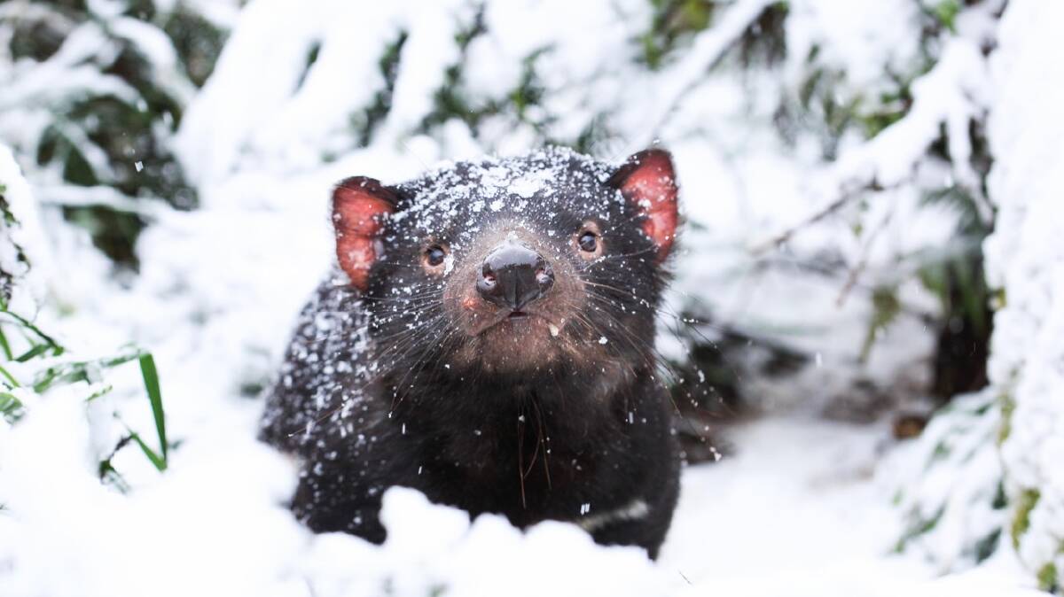 Tasmanian devil in the snow. Photo Aussie Ark
