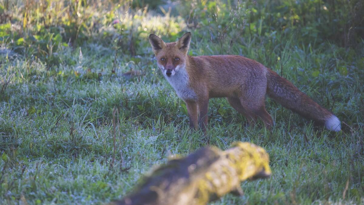 The Leschenault Biosecurity Group is seeking new members keen to coordinate the management of pests in the South West region, including foxes, rabbits and cottonbush. 
