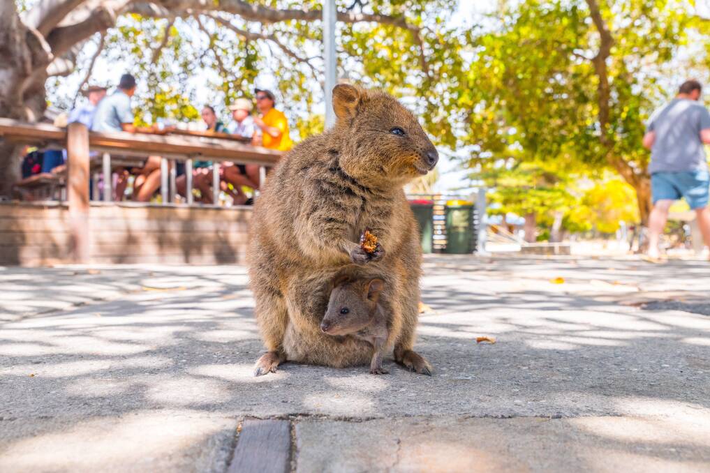 GO WILD: Rottnest Island is home to the quokka, Australia's smallest marsupial. PHOTO: Shutterstock.