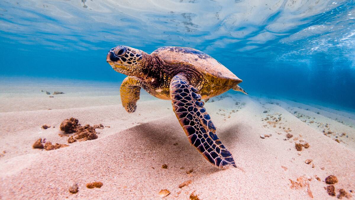 Hawaii is a winner. Picture: Shutterstock