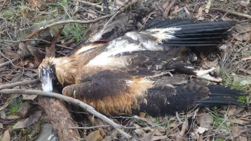 A wedge-tailed eagle is found shot and dumped in Black Range State Forest, near three other dead birds, in 2017. Photo: DELWP