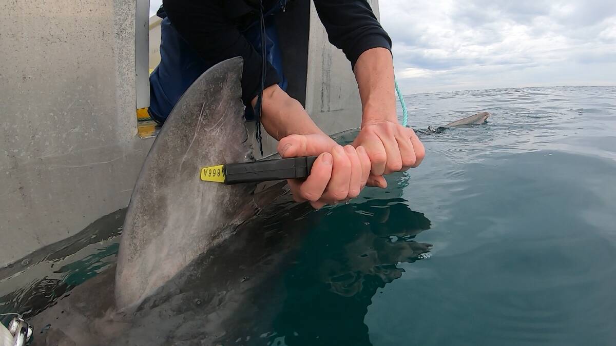 Targeted tagging of white sharks takes WA total to 115