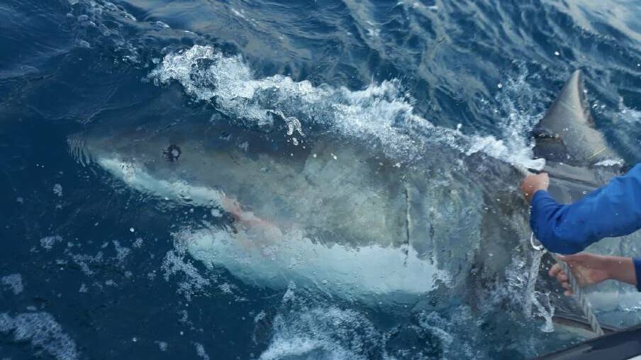 A white shark caught and tagged during the WA's SMART Drumline trial. Image supplied by Department of Primary Industries and Regional Development.