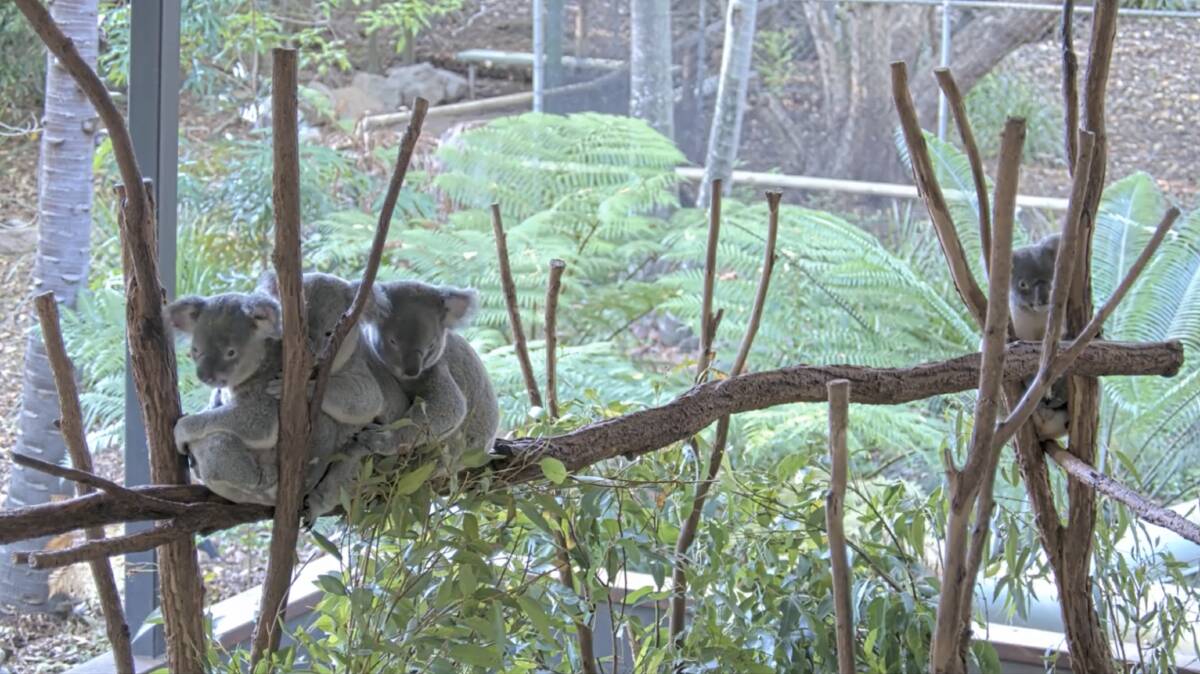 Inhabitants of the Lone Pine Koala Sanctuary near Brisbane are keeping viewers entertained. Pictures: Supplied
