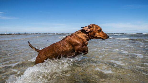 Murdoch University's Animal Hospital veterinary supervisor Jill Griffiths says the summer months provide many potential dangers for pets. Photo: Jason South.