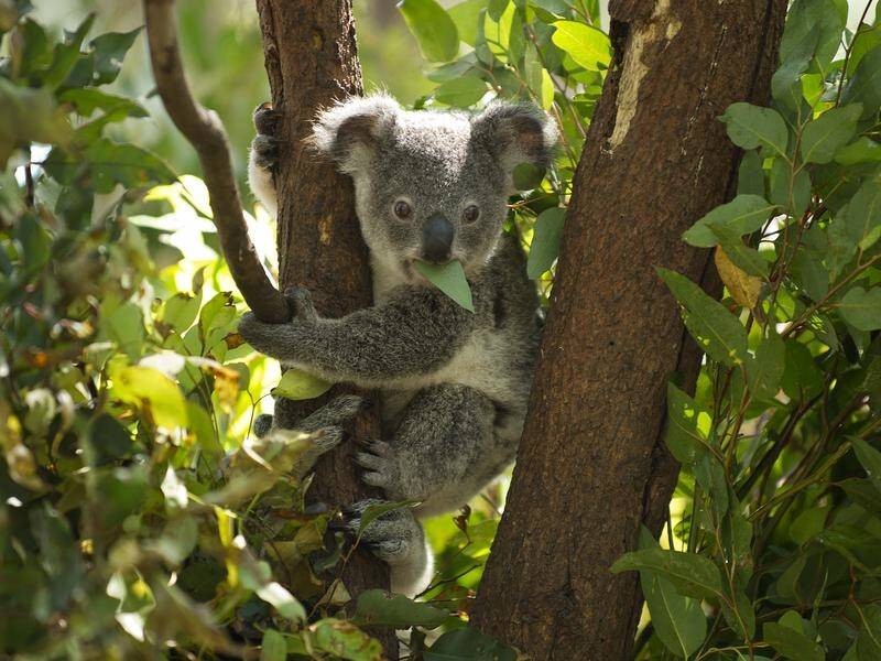 Koalas could be put on the endangered list after last season's bushfires destroyed key habitats.