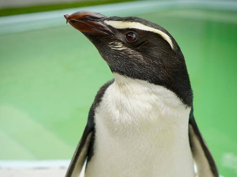 Two rescued Fiordland penguins have settled into their new home at Melbourne Zoo.
