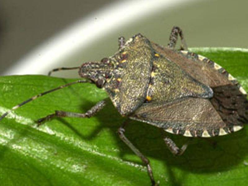 Australia may have saved New Zealand from an invasion of brown marmorated stink bugs.