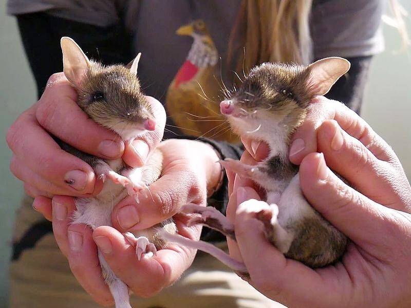 Ten eastern barred bandicoots have been born at Werribee Open Range Zoo this year.