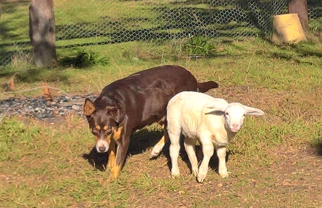 Bella the dog and Cliffy the lamb went on a day long adventure in the outback.