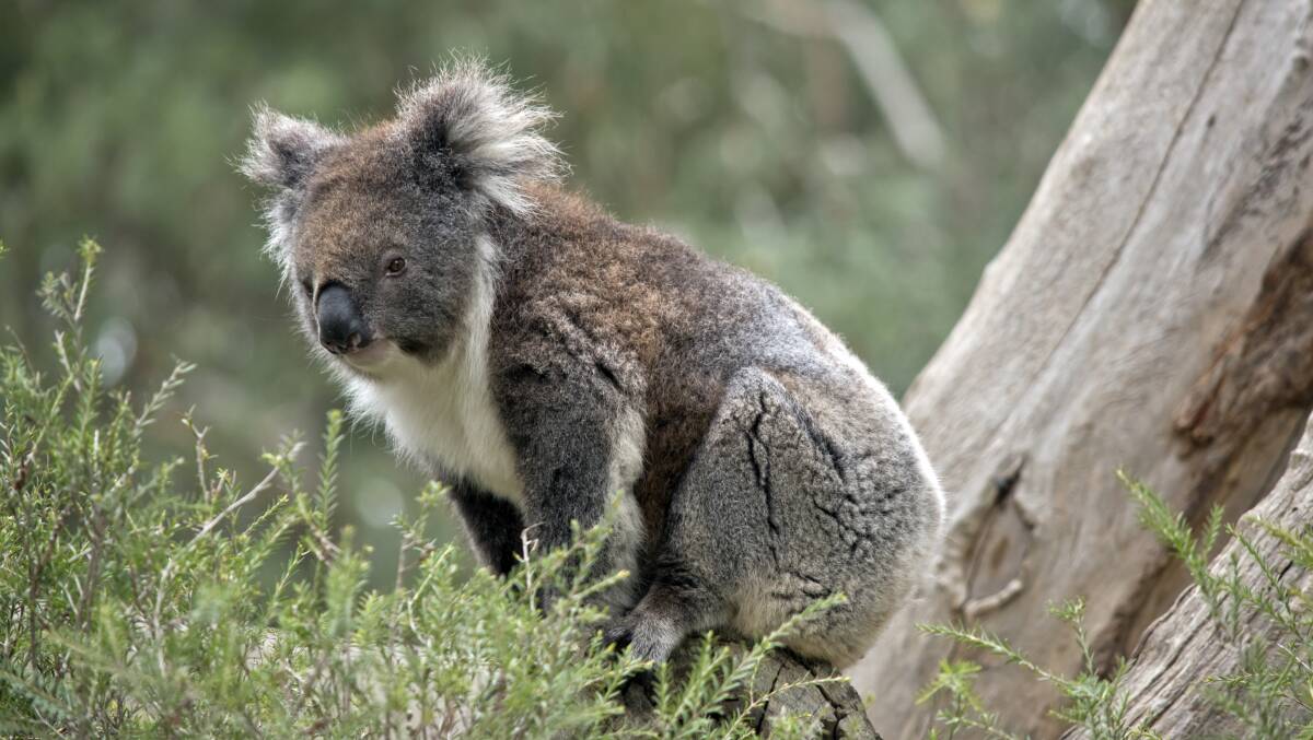 Koala populations all across Australia are declining. Picture: Shutterstock