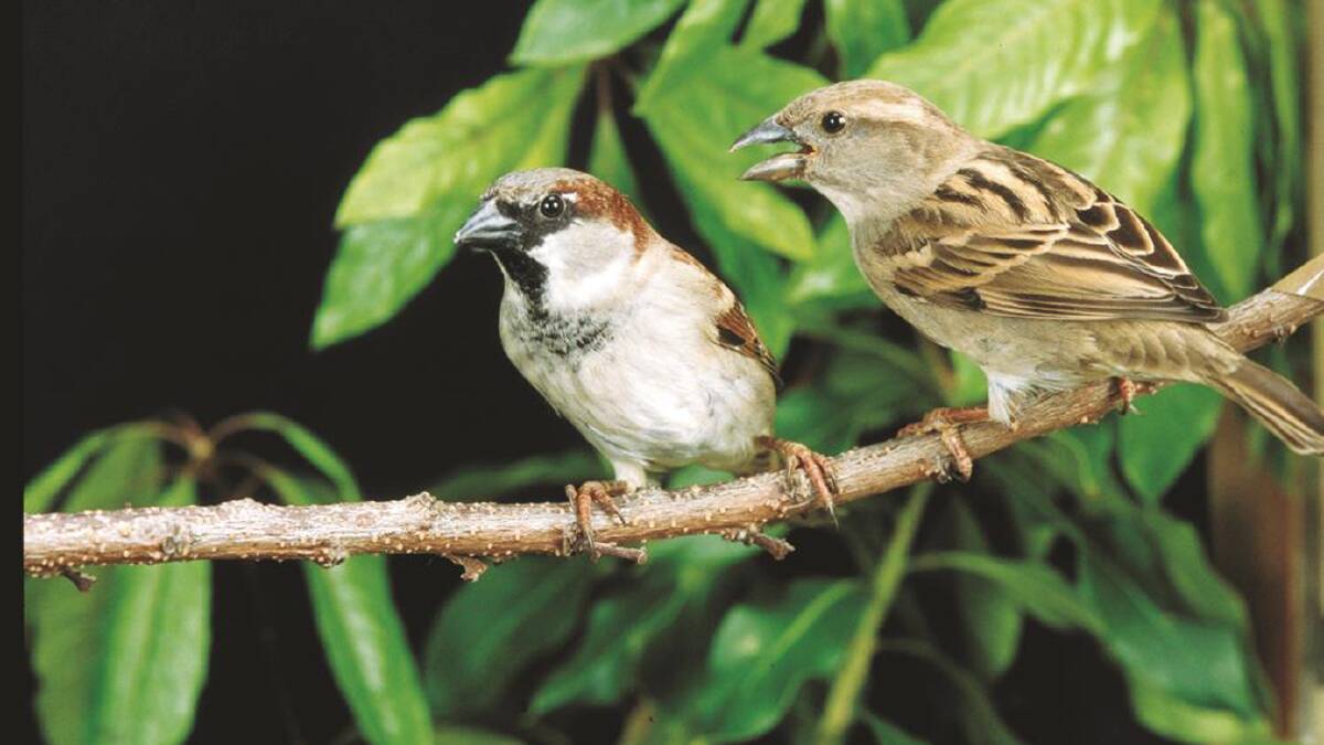 South West residents called to help with pest birds