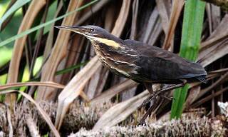 Target: Another endangered bird, the black bittern, is on the target list.