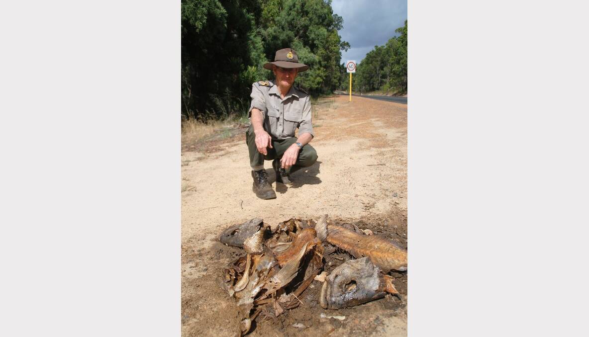Ranger Bob Jeffreys surveys dumped animal carcasses on Goodwood Road Donnybrook.